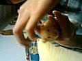 Hamster head massage part 3 | BahVideo.com