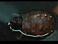 How to Soak Box Turtle Hatchlings | BahVideo.com