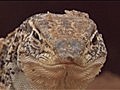 NOVA - Lizard Kings | BahVideo.com