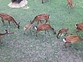 小鹿の特別公開 | BahVideo.com