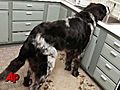 7-foot-long dog could be record holder | BahVideo.com