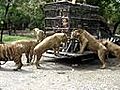 I Love Lion | BahVideo.com
