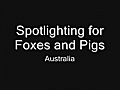 Pig Hunting in Australia | BahVideo.com