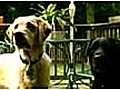 Black Dogs Can t Jump | BahVideo.com