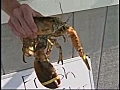 Yellow lobster pulled from RI s Narragansett Bay | BahVideo.com