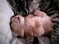 Une chatte serre fort son chaton | BahVideo.com