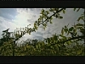 Un printemps suspendu - Etats-Unis | BahVideo.com