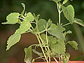 Spotlight on Herbs Catnip | BahVideo.com