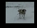 Sonic The Crazy Beagle vs Snow Storm Virginia  | BahVideo.com