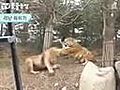 Lion Vs Tiger Fgt 3 | BahVideo.com