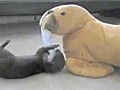 Baby Otter Loves His Stuffed Walrus Friend | BahVideo.com