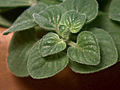 Spotlight on Herbs Oregano | BahVideo.com