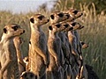 National Geographic Animals - Meerkats vs  | BahVideo.com