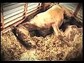«Pari dignità per tutti gli animali» | BahVideo.com