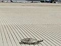 Turtle delay at JFK | BahVideo.com