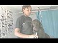 Eau Claire Dog Grooming Tip Doggy Dander | BahVideo.com