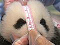 Panda Cub s Fourth Exam | BahVideo.com