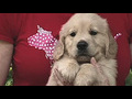 How to pick a healthy puppy | BahVideo.com