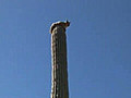 Lynx sur un cactus | BahVideo.com