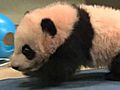 Panda Cub s Fifteenth Exam | BahVideo.com