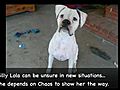 Lola amp Chaos SAFE in Boxer Luv Rescue s  | BahVideo.com