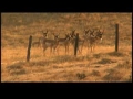 Antelope Hunting - Wyoming | BahVideo.com