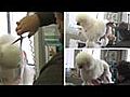 La boutique Chats comme chiens Paris 15e | BahVideo.com