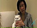 How to Care for Persian Cats | BahVideo.com