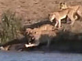 Nature battle | BahVideo.com