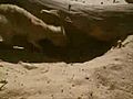 Scorpion vs Meerkat | BahVideo.com