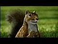 Squirrel Love | BahVideo.com