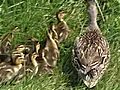 Ducklings Reunited With Mom After Sewer Rescue | BahVideo.com