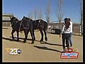Horses Help Disabled Students | BahVideo.com