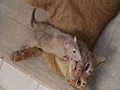 Rat loves Cat | BahVideo.com