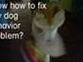 How To STOP Dog Behavior Problems - Dog Training | BahVideo.com