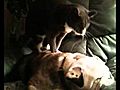 Cat massaging bulldog | BahVideo.com