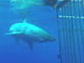 Shark Week Great Whites of Guadeloupe | BahVideo.com