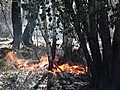 Des pompiers luttent toujours contre le feu  | BahVideo.com