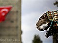 Camel Wrestling - Selcuk Turkey | BahVideo.com