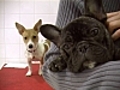 Une cr che pour les chiens | BahVideo.com