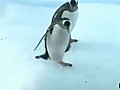 A quoi les pingouins passent-ils leurs journ es  | BahVideo.com