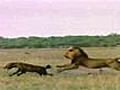 Lions Battle Hyenas | BahVideo.com