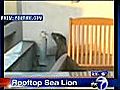 Rooftop Sea lion pup | BahVideo.com