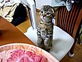 Cat wonders what s for dinner | BahVideo.com
