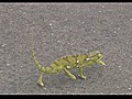 Dancing Chameleon | BahVideo.com