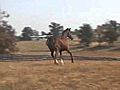 Wiebow Purebred Arabian Gelding from Lapco  | BahVideo.com