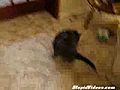 Cat Tries To Escape Post-It Note | BahVideo.com
