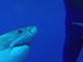 Best of Shark Week Great White Shark Uncaged | BahVideo.com