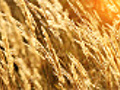 Dry blades of grass on the wind Autumn season  | BahVideo.com