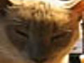 Narcoleptic Cat | BahVideo.com
